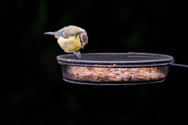 Upcycled Bird Feeder